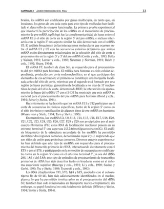 brados, los snRNA son codificados por genes multicopia, en tanto que, en
levaduras, los genes de una sola copia para este tipo de moléculas han facili-
tado el desarrollo de ensayos funcionales. La primera prueba experimental
que involucró la participación de los snRNA en el mecanismo de procesa-
miento de pre-mRNA (splicing) fue la complementariedad de bases entre el
snRNA U1 y el sitio de corte en la región 5' del pre-mRNA, e incluso inter-
actúa con la región 3'; un aspecto similar ha sido demostrado con el snRNA
U5. El análisis bioquímico de las interacciones moleculares que ocurren en-
tre el snRNA U1 y U5 con las secuencias exónicas determina que ambos
snRNA estén directamente relacionados en la selección del sitio de corte o
procesamiento en la región 5' y 3' del pre-mRNA (Cortés y cols., 1993; Datta
y Weiner, 1991; Lerner y cols., 1980; Newman y Norman, 1991; Reich y
cols., 1992; Sharp, 1994).
El snRNA U7, también de clase Sm, es requerido para el procesamien-
to del pre-mRNA para histonas. El mRNA para histonas es ciclo celular-de-
pendiente, producido por corte endonucleolítico, en el que participan dos
elementos de cis-activación; el primero lo constituye una horquilla locali-
zada antes del sitio de corte, mientras que el segundo está formado por una
región de bases purínicas, generalmente localizada a no más de 17 nucleó-
tidos después del sitio de corte, denominado HDE; la interacción vía aparea-
miento de bases del snRNA U7 con el HDE ha mostrado que este snRNA es
esencial para el procesamiento del pre-mRNA para histonas (Bond y cols.,
1991; Scharl y Steitz, 1994).
Recientemente se ha descrito que los snRNA U11 y U12 participan en el
corte de secuencias intrónicas específicas, tanto de la región 5' como en
el sitio intrónico y ramificación de algunos tipos de pre-mRNA en humanos
(Wassarman y Steitz, 1984; Tarn y Steitz, 1995).
En mamíferos, los snoRNA U3, U8, U13, U14, U15, U16, U17, U18, U20,
U21, U22, U23, U24, U25, U26, U27, U28 y U29 son precipitados por el anti-
cuerpo fibrilarina (Fb); estos RNA de localización nucleolar poseen en su
extremo terminal 5' una caperuza 2,2,7-trimetilguanosina (m3G). El análi-
sis bioquímico de la estructura secundaria de los snoRNA ha permitido
identificar dos regiones comunes, denominadas cajas C y D, sugiriendo que
son sitios de unión para proteínas comunes. Diversos ensayos experimenta-
les han definido que este tipo de snoRNA son requeridos para el procesa-
miento del transcrito primario de rRNA, interactuando directamente con el
ETS o con el ITS, y participando en la remoción de secuencias no codifican-
tes tanto en la región 5' como en el extremo terminal 3', ya sea del rRNA
28S, 18S o del 5.8S; este tipo de episodios de procesamiento de transcritos
primarios de rRNA han sido descritos tanto en levaduras como en el siste-
ma eucarionte superior (Baserga y cols., 1991; Li y cols., 1990; Savino y
Gerbi, 1990; Tyc y Steitz, 1989; Tycowski y cols., 1993).
Los RNA citoplásmicos hY1, hY3, hY4 y hY5, asociados con el autoan-
tígeno Ro de 60 kD, han sido adicionalmente identificados en el nucleo-
plasma, lo que ha permitido involucrarlos en el procesamiento del rRNA
5S; también han sido relacionados en transporte nucleo-citoplásmico; sin
embargo, su papel funcional no está totalmente definido (O'Brien y Wolin,
1994; Wolin y Steitz, 1984).
CAPÍTULO 2 ÁCIDO RIBONUCLEICO, RNA 33
 
