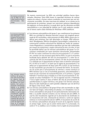 Ribozimas
De manera convencional, los RNA con actividad catalítica fueron deno-
minados ribozimas. Estos RNA tienen la capacidad intrínseca de realizar
ruptura de enlaces y formar enlaces covalentes en reacciones que son teó-
ricamente reversibles. En estas reacciones de catálasis, no se cuenta con la
participación de proteínas, aunque son reacciones químicas dependientes
de magnesio; en forma genérica, se puede decir que las ribozimas son RNA
autocatalíticos o con capacidad de catálisis, por lo cual, podemos conside-
rar al menos cuatro clases distintas de ribozimas o RNA catalíticos:
a) Los intrones autocatalíticos del grupo I, que constituyeron los primeros
RNA con actividad de ribozima descritos; poseen una longitud aproxi-
mada de 413 nucleótidos, están presentes en rRNA, tRNA y genes que co-
difican para proteínas; han sido detectados en hongos, DNA mitocon-
drial, Tetrahymena, DNA de cloroplastos, bacteriófagos y eubacterias; su
conservación evolutiva estructural fue definida por medio de compara-
ciones filogenéticas y características específicas que han sido confirmadas
por ensayos de mutaciones y mapeo estructural in vivo e in vitro, lo que
ha permitido definir que los intrones autocatalíticos del grupo I se en-
cuentran constituidos por nueve dominios estructurales, denominados
P1-P9, los cuales contienen los sitios de procesamiento 5' y 3'; asimis-
mo, cuentan con una secuencia guía interna (IGS), la cual se encuentra
localizada hacia adelante del sitio de procesamiento 5' y entre las se-
cuencias del sitio de procesamiento exónico. El sitio de procesamiento
5' es definido por el apareamiento de bases entre el dominio estructural
P1 y la IGS en el exón 5', en tanto que la región de procesamiento 3' se
define por el apareamiento de bases entre P9 y la IGS, la cual involucra
los dos nucleótidos que preceden la G terminal del intrón. Su mecanis-
mo de acción para el procesamiento de intrones y exones involucra al
RNA intrónico que se une al nucleótido guanosina, autocatalizándose a
través de dos reacciones de transesterificación; en la primera, el grupo
hidróxilo 3' terminal ataca al fosfato en el sitio de procesamiento 5', for-
mando un enlace fosfodiéster 3' 5'. En la segunda reacción, el hidróxilo
3' de la región exónica 5' ataca al fósforo del sitio de procesamiento 3',
autoliberándose la región intrónica; este grupo I de intrones autocata-
líticos ha sido clasificado en cuatro grandes subgrupos que van del IA al
ID (figura 2-6a) (Cech, 1990).
b) Los intrones autocatalíticos del grupo II han sido encontrados en algu-
nos tipos de hongos, mitocondrias de plantas y en cloroplastos. Los in-
trones autocatalíticos del grupo II son particularmente interesantes de-
bido a su posible relación evolutiva con los intrones del pre-mRNA, lo
cual ha sido inicialmente sugerido por la descripción de similitudes en
los mecanismos del corte, eliminación de intrones y unión de regiones
exónicas en el procesamiento del pre-mRNA; el mecanismo de acción de
los intrones autocatalíticos del grupo II ocurre de la siguiente manera:
en primer lugar, ocurre que la unión intrón-exón 5' es procesada y la
unión 2' 5' se establece con el residuo A de la región de procesamiento
34 PARTE I MOLÉCULAS INFORMACIONALES
De manera convencio-
nal, los RNA con acti-
vidad catalítica fueron
denominados ribo-
zimas.
Los intrones autocatalí-
ticos del grupo I, cons-
tituyeron los primeros
RNA con actividad de
ribozima descritos.
Los intrones autoca-
talíticos del grupo II
han sido encontrados
en algunos tipos de
hongos, mitocondrias
de plantas y en cloro-
plastos. Son particu-
larmente interesantes
debido a su posible
relación evolutiva con
los intrones del pre-
mRNA, lo cual ha sido
inicialmente sugerido
por la descripción de
similitudes en los me-
canismos del corte, eli-
minación de intrones y
unión de regiones exó-
nicas en el procesa-
miento del pre-mRNA.
 