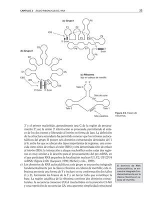 3' y el primer nucleótido, generalmente una G de la región de procesa-
miento 5'; así, la unión 3' intrón-exón es procesada, permitiendo el enla-
ce de los dos exones y liberando al intrón en forma de lazo. La definición
de la estructura secundaria ha permitido conocer que los intrones autoca-
talíticos del grupo II poseen seis dominios estructurales denotados del 1
al 6, entre los que se ubican dos tipos importantes de regiones, una cono-
cida como sitios de enlace al exón (EBS) y otra denominada sitio de enlace
al intrón (IBS); la interacción y ataque nucleofílico entre estas dos regio-
nes es muy similar a lo descrito para el procesamiento del pre-mRNA, en
el que participan RNA pequeños de localización nuclear (U1, U2, U5 U2/U4
snRNA) (figura 2-6b) (Jacquier, 1990; Michel y cols., 1989).
c) Los dominios de RNA autocatalíticos; este grupo se encuentra integrado
fundamentalmente por la clásica ribozima en cabeza de martillo; esta ri-
bozima presenta una forma de Y e incluye en su conformación dos tallos
(1 y 2), formando los brazos de la Y y un tercer tallo que constituye la
base. La región catalítica de la ribozima contiene dos dominios estruc-
turales, la secuencia consenso CUGA (nucleótidos en la posición C3-A6)
y una repetición de secuencias GA; esta aparente simplicidad estructural
CAPÍTULO 2 ÁCIDO RIBONUCLEICO, RNA 35
Sitio catalítico
AGUC Tallo 1
Tallo 2
OH
Sitio de corte
(c) Ribozima
tipo en cabeza de martillo
Tallo 3
3' 5'
5' Exón 5' Exón
EBS
IBS G A
OH
D6
D1 D5
D2
D4
D3
(b) Grupo II
(a) Grupo I
IGS
5' Exón
P1 P2
P5
P3 P4
P6
P8 P7
P9
G 3'
Exón
Figura 2-6. Clases de
ribozimas.
El dominio de RNA
autocatalítico; se en-
cuentra integrado fun-
damentalmente por la
clásica ribozima en ca-
beza de martillo.
 