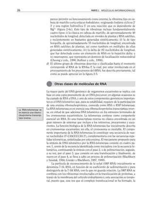 parece permitir su funcionamiento como enzima; la ribozima tipo en ca-
beza de martillo corta enlaces fosfodiéster, originando fosfatos cíclicos 2'
3' y una región hidroxílica 5' en una reacción que es dependiente de
Mg2+
(figura 2-6c). Este tipo de ribozimas incluye fundamentalmente
cuatro tipos: i) la clásica en cabeza de martillo, de aproximadamente 40
nucleótidos de longitud, detectada en viroides de plantas y RNA satélites,
y recientemente en bastantes generadas sintéticamente; ii) la de tipo
horquilla, de aproximadamente 55 nucleótidos de longitud, encontrada
en RNA satélites de plantas, así como también en múltiples de ellas
generadas sintéticamente; iii) la delta de 85 nucleótidos de longitud,
que fue detectada como un elemento de RNA en la hepatitis delta; y
iv) neurospora, que representa un dominio de localización mitocondrial
(Cheong y cols., 1990; Ruffner y cols., 1990).
d) El último grupo de ribozimas descritas y clasificadas hasta el momento
corresponde al RNA de la RNAsa P, la cual, por estar involucrada en el
procesamiento de los precursores del tRNA, fue descrita previamente, tal
como se puede apreciar en la figura 2-5.
La mayor parte del DNA genómico de organismos eucariontes se replica con
base en una copia preexistente de un DNA precursor; en algunas ocasiones se
ha copiado de RNA a DNA, y uno de estos componentes genómicos importan-
tes es el DNA telomérico que, para su estabilidad, requiere de la participación
de una enzima ribonucleoproteica, conocida como RNA o RNP-telomerasa.
La RNA-telomerasa es en esencia una ribonucleoproteína transcriptasa rever-
sa, en virtud de que adiciona DNA telomérico en los extremos terminales de
los cromosomas eucariónticos. La telomerasa contiene como componente
esencial un RNA. Es una transcriptasa reversa no clásica encontrada en un
gran número de sistemas que incluye a los retrovirus, procariontes y euca-
riontes. La función biológica de la RNA-telomerasa fue inicialmente descrita
en cromosomas eucariontes; sin ella, el cromosoma es inestable. El compo-
nente importante de la RNA-telomerasa lo constituye una secuencia de nue-
ve nucleótidos (5'-CAACCCCAA-3'), complementaria con las secuencias repe-
tidas teloméricas, sintetizadas por esta enzima. El mecanismo propuesto para
la síntesis de DNA telomérico por la RNA-telomerasa consiste en cuatro pa-
sos: 1, unión de la secuencia identificada como iniciadora con la secuencia te-
lomérica, continuando la síntesis con el paso 2, o de polimerización, seguido,
a su vez, por el paso 3, que consiste en una translocación y finalmente, de
nuevo en el paso 4, se lleva a cabo un proceso de polimerización (Blackburn
y Szostak, 1984; Greider y Blackburn, 1987, 1989).
La partícula de reconocimiento de la señal (SRP-RNA) inicialmente se
denomina 7-SL RNA, en función de su coeficiente de sedimentación y para
distinguirla de la 7-SK RNA, con la que no guarda relación. La SRP RNA se
combina con los ribosomas involucrados en la translocación de proteínas, a
través de la membrana del retículo endoplásmico; esta asociación es tempo-
ral, puesto que, una vez que el complejo translocacional se ha formado, la
36 PARTE I MOLÉCULAS INFORMACIONALES
Otras clases de moléculas de RNA
La RNA-telomerasa es
en esencia una ribonu-
cleoproteína transcrip-
tasa reversa.
 