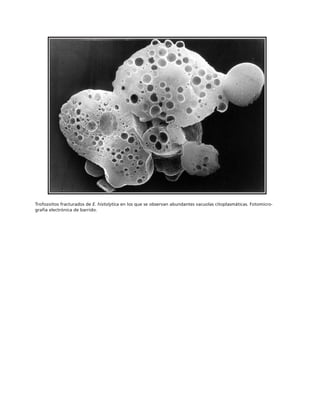 biologia-celular-y-molecular.pdf