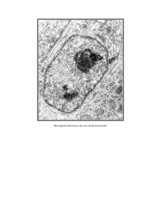 biologia-celular-y-molecular.pdf