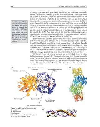 términos generales, podemos dividir también a las proteínas en grandes
grupos funcionales, entre los que destacan aquellas que catalizan reaccio-
nes químicas (enzimas) y aquellas que median señalización molecular, sin
afectar la estructura covalente de las moléculas con las que interactúan
(factores). Se estima que en la especie humana existen no menos de 35,000
genes, la mayoría de los cuales codifican para proteínas, por lo que habría
decenas de miles de proteínas diferentes involucradas en las funciones bio-
lógicas de un mamífero (tomando en cuenta que un solo gen puede codifi-
car para más de una proteína mediante el proceso conocido como edición
diferencial del RNA). Para cada uno de los tipos de proteínas referidas se
mencionarán algunos ejemplos que ilustran la impresionante versatilidad y
eficiencia que caracteriza a estos polímeros biológicos.
Existen muchas enzimas que aceleran reacciones químicas específicas
a un nivel máximo, sólo limitado por la velocidad de difusión del sustrato a
la región catalítica de la proteína. Desde las reacciones iniciales de degrada-
ción de compuestos alimentarios en el sistema digestivo, hasta la cons-
trucción, paso a paso, de las moléculas más complejas, las enzimas ejecu-
tan las instrucciones plasmadas en el genoma para orquestar el flujo de
materia y energía que subyace en el funcionamiento de todo ser vivo.
Utilizando desde estructuras de aparente simplicidad, como la triosa
fosfato-isomerasa (figura 3-1a), hasta estructuras de gran tamaño y comple-
jidad, en donde se reclutan también metales y otras moléculas orgánicas,
como en la nitrogenasa (figura 3-1b), en la naturaleza han surgido máqui-
nas catalíticas que han permitido afrontar el continuo reto adaptativo.
44 PARTE I MOLÉCULAS INFORMACIONALES
Monómero A
Monómero B
Asa flexible para
unión de PGH
Hendidura de unión
Glu 165 (base catalítica)
Fosfoglicolohidroxamato
(PGH)
Triosafosfato isomerasa
(de pollo)
(a) (b)
(c)
Figura 3-1. a) Triosafosfato isomerasa
de pollo.
b) Nitrogenasa.
c) Colágena.
Véase el encarte al final del libro donde
se incluye esta figura a color.
Se estima que en la es-
pecie humana existen
no menos de 35,000
genes, la mayoría de
los cuales codifican
para proteínas, por lo
que habría decenas
de miles de proteínas
diferentes involucra-
das en las funciones
biológicas de un ma-
mífero.
 