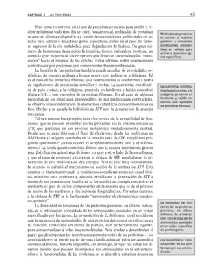 Otro tema recurrente en el uso de proteínas es su uso para emitir y re-
cibir señales de todo tipo. En un nivel fundamental, moléculas de proteínas
se asocian al material genético y convierten condiciones ambientales en se-
ñales para activar o desactivar genes específicos, como en el caso del famo-
so represor de la vía metabólica para degradación de lactosa. Un gran nú-
mero de hormonas, tales como la insulina, tienen naturaleza proteica, así
como la gran mayoría de los receptores que detectan las señales y las “trans-
ducen” hacia el interior de las células. Estos últimos están normalmente
constituidos por proteínas con componentes transmembranales.
La función de las proteínas también puede resultar de propiedades pe-
riódicas, de manera análoga a lo que ocurre con polímeros artificiales. Tal
es el caso de las proteínas fibrosas, que normalmente se conforman a partir
de repeticiones de secuencias sencillas y cortas. La queratina, constituti-
va de pelo y uñas, y la colágena, presente en tendones y tejido conectivo
(figura 3-1c), son ejemplos de proteínas fibrosas. En el caso de algunas
proteínas de los músculos, responsables de sus propiedades contráctiles,
se observa una combinación de elementos catalíticos con componentes de
tipo fibrilar y se acopla la hidrólisis de ATP con la generación de energía
mecánica.
Tal vez uno de los ejemplos más elocuentes de la versatilidad de fun-
ciones que se pueden presentar en las proteínas sea la enzima sintasa de
ATP, que participa en un proceso metabólico verdaderamente central.
Desde que se describió que el flujo de electrones desde las moléculas de
NAD hasta el oxígeno resultaba en la síntesis neta de ATP, surgió una pre-
gunta apremiante: ¿cómo ocurre el acoplamiento entre uno y otro fenó-
menos? La teoría quimioosmótica definió que la cadena respiratoria genera
una distribución asimétrica de iones en uno y otro lado de la membrana,
y que el paso de protones a través de la sintasa de ATP resultaba en la ge-
neración de esta molécula de alta energía. Pero es sólo muy recientemen-
te cuando se definió el mecanismo de acción de la sintasa de ATP. Esta
enzima es transmembranal; la podríamos considerar como un canal ióni-
co, selectivo para protones y, además, resulta en la generación de ATP a
través de un proceso que involucra la formación de energía mecánica: es
mediante el giro de varios componentes de la enzima que se da el proceso
de unión de los sustratos y liberación de los productos. Por estas razones,
a la sintasa de ATP se le ha llamado “nanomotor electroquímico-mecáni-
co-químico”.
La diversidad de funciones de las proteínas proviene, en última instan-
cia, de la interacción concertada de los aminoácidos asociados en un orden
especificado por los genes. La proposición de C. Anfinsen, en el sentido de
que la secuencia de aminoácidos de una proteína determina su estructura y
su función, constituye un punto de partida, aún perfectamente vigente,
para conceptualizar a estas macromoléculas. Para ayudar a desentrañar el
papel que desempeñan los monómeros constituyentes de las proteínas —los
aminoácidos— se puede partir de una clasificación de éstos de acuerdo a
diversos atributos. Resulta imposible, sin embargo, arrojar luz sobre los di-
versos papeles que pueden desempeñar los aminoácidos en la estructura-
ción o la funcionalidad de las proteínas, si se atiende a criterios únicos de
CAPÍTULO 3 LAS PROTEÍNAS 45
Moléculas de proteínas
se asocian al material
genético y convierten
condiciones ambien-
tales en señales para
activar o desactivar ge-
nes específicos.
La queratina, constitu-
tiva de pelo y uñas, y la
colágena, presente en
tendones y tejido co-
nectivo son ejemplos
de proteínas fibrosas.
La diversidad de fun-
ciones de las proteínas
proviene, en última
instancia, de la interac-
ción concertada de los
aminoácidos asociados
en un orden especifica-
do por los genes.
Los monómeros cons-
tituyentes de las pro-
teínas son los amino-
ácidos.
 