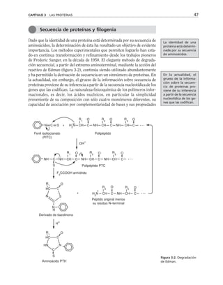 Dado que la identidad de una proteína está determinada por su secuencia de
aminoácidos, la determinación de ésta ha resultado un objetivo de evidente
importancia. Los métodos experimentales que permiten lograrlo han esta-
do en continua transformación y refinamiento desde los trabajos pioneros
de Frederic Sanger, en la década de 1950. El elegante método de degrada-
ción secuencial, a partir del extremo aminoterminal, mediante la acción del
reactivo de Edman (figura 3-2), continúa siendo utilizado abundantemente
y ha permitido la derivación de secuencia en un sinnúmero de proteínas. En
la actualidad, sin embargo, el grueso de la información sobre secuencia de
proteínas proviene de su inferencia a partir de la secuencia nucleotídica de los
genes que las codifican. La naturaleza fisicoquímica de los polímeros infor-
macionales, es decir, los ácidos nucleicos, en particular la simplicidad
proveniente de su composición con sólo cuatro monómeros diferentes, su
capacidad de asociación por complementariedad de bases y sus propiedades
CAPÍTULO 3 LAS PROTEÍNAS 47
Secuencia de proteínas y filogenia
Péptido original menos
su residuo N–terminal
N H
2
N NH NH
C C C
C
S
Fenil isotiocianato
(PITC)
+
..
CH CH CH . . .
O O O
R
1
R
2
R
3
Polipéptido
NH NH NH
NH
CH CH
CH
C
S
C
C
C . . .
..
O O O
R1
R
2
R
3
Polipéptido PTC
F
3
CCOOH anhídrido
OH
–
R1
O
S
N
N
H
C
C
HC
+ NH
H
3
N CH
CH C
C . . .
R
2
O R
3
O
N
HN
C
HC
S
C
H
+
R1
O
Aminoácido PTH
Derivado de tiazolinona
+
Figura 3-2. Degradación
de Edman.
La identidad de una
proteína está determi-
nada por su secuencia
de aminoácidos.
En la actualidad, el
grueso de la informa-
ción sobre la secuen-
cia de proteínas pro-
viene de su inferencia
a partir de la secuencia
nucleotídica de los ge-
nes que las codifican.
 