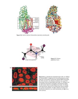 biologia-celular-y-molecular.pdf