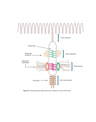 biologia-celular-y-molecular.pdf