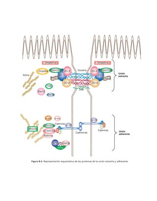 biologia-celular-y-molecular.pdf