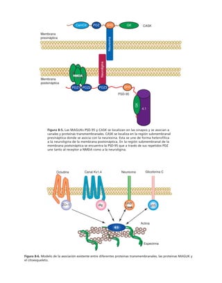 biologia-celular-y-molecular.pdf
