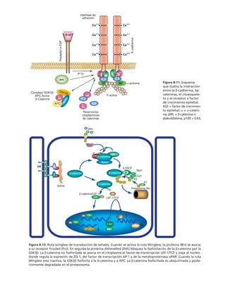 biologia-celular-y-molecular.pdf