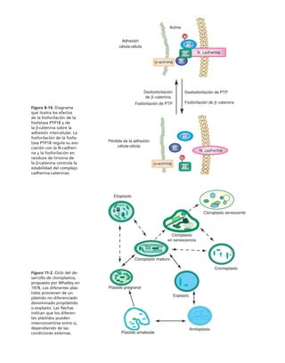 biologia-celular-y-molecular.pdf