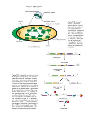 biologia-celular-y-molecular.pdf