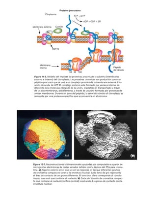biologia-celular-y-molecular.pdf
