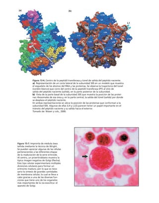 biologia-celular-y-molecular.pdf