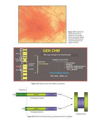 biologia-celular-y-molecular.pdf
