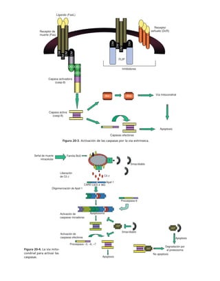 biologia-celular-y-molecular.pdf