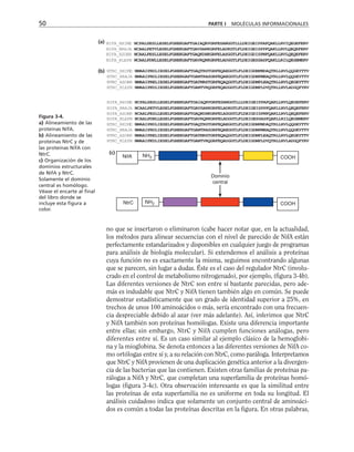 50 PARTE I MOLÉCULAS INFORMACIONALES
no que se insertaron o eliminaron (cabe hacer notar que, en la actualidad,
los métodos para alinear secuencias con el nivel de parecido de NifA están
perfectamente estandarizados y disponibles en cualquier juego de programas
para análisis de biología molecular). Si extendemos el análisis a proteínas
cuya función no es exactamente la misma, seguimos encontrando algunas
que se parecen, sin lugar a dudas. Éste es el caso del regulador NtrC (involu-
crado en el control de metabolismo nitrogenado), por ejemplo, (figura 3-4b).
Las diferentes versiones de NtrC son entre sí bastante parecidas, pero ade-
más es indudable que NtrC y NifA tienen también algo en común. Se puede
demostrar estadísticamente que un grado de identidad superior a 25%, en
trechos de unos 100 aminoácidos o más, sería encontrado con una frecuen-
cia despreciable debido al azar (ver más adelante). Así, inferimos que NtrC
y NifA también son proteínas homólogas. Existe una diferencia importante
entre ellas; sin embargo, NtrC y NifA cumplen funciones análogas, pero
diferentes entre sí. Es un caso similar al ejemplo clásico de la hemoglobi-
na y la mioglobina. Se denota entonces a las diferentes versiones de NifA co-
mo ortólogas entre sí y, a su relación con NtrC, como paráloga. Interpretamos
que NtrC y NifA provienen de una duplicación genética anterior a la divergen-
cia de las bacterias que las contienen. Existen otras familias de proteínas pa-
rálogas a NifA y NtrC, que completan una superfamilia de proteínas homó-
logas (figura 3-4c). Otra observación interesante es que la similitud entre
las proteínas de esta superfamilia no es uniforme en toda su longitud. El
análisis cuidadoso indica que solamente un conjunto central de aminoáci-
dos es común a todas las proteínas descritas en la figura. En otras palabras,
NIFA_RHIME NCPALSESLLESELFGHEKGAFTGAIAQRVGRFESANGGTLLLDEIGEIPPAFQAKLLRVIQEGEFERV
NIFA_BRAJA NCAALPETVLESELFGHEKGAFTGAVSARKGRFELADKGTLFLDEIGEISPPFQAKLLRVLQEQEFERV
NIFA_AZOBR NCAALPESLLESELFGHEKGAFTGAQKDHKGRFELASGGTLFLDEIGDISPNFQAKLLRVLQEQEFERV
NIFA_KLEPN NCAALPDNLLESELFGHEKGAFTGAVRQRKGRFELADGGTLFLDEIGESSASFQAKLLRILQEGEMERV
NifA NH2
NtrC NH2
COOH
COOH
Dominio
central
NTRC_RHIME NMAAIPRDLIESELFGHEKGAFTGAQTRSTGRFEQAEGGTLFLDEIGDMPMDAQTRLLRVLQQGEYTTV
NTRC_AZOBR NMAAIPRELIESELFGHEKGAFTGATNRSTGRFEQAQGGTLFLDEIGDMPLEAQTRLLRVLQEGEYTTV
NTRC_KLEPN NMAAIPKDLIESELFGHEKGAFTGANTVRQGRFEQADGGTLFLDEIGDMPLDVQTRLLRVLADGQFYRV
NTRC_BRAJA NMAAIPRDLIESELFGHERGAFTGANTRASGRFEQAEGGTLFLDEIGDMPMEAQTRLLRVLQQGEYTTV
NIFA_KLEPN NCAALPDNLLESELFGHEKGAFTGAVRQRKGRFELADGGTLFLDEIGESSASFQAKLLRILQEGEMERV
NIFA_AZOBR NCAALPESLLESELFGHEKGAFTGAQKDHKGRFELASGGTLFLDEIGDISPNFQAKLLRVLQEQEFERV
NIFA_RHIME NCPALSESLLESELFGHEKGAFTGAIAQRVGRFESANGGTLLLDEIGEIPPAFQAKLLRVLQEGEFERV
NIFA_BRAJA NCAALPETVLESELFGHEKGAFTGAVSARKGRFELADKGTLFLDEIGEISPPFQAKLLRVLQEQEFERV
NTRC_BRAJA NMAAIPRDLIESELFGHERGAFTGANTRASGRFEQAEGGTLFLDEIGDMPMEAQTRLLRVLQQGEYTTV
NTRC_RHIME NMAAIPRDLIESELFGHEKGAFTGAQTRSTGRFEQAEGGTLFLDEIGDMPMDAQTRLLRVLQQGEYTTV
NTRC_AZOBR NMAAIPRELIESELFGHEKGAFTGATNRSTGRFEQAQGGTLFLDEIGDMPLEAQTRLLRVLQEGEYTTV
NTRC_KLEPN NMAAIPKDLIESELFGHEKGAFTGANTVRQGRFEQADGGTLFLDEIGDMPLDVQTRLLRVLADGQFYRV
(a)
(b)
(c)
Figura 3-4.
a) Alineamiento de las
proteínas NifA.
b) Alineamiento de las
proteínas NtrC y de
las proteínas NifA con
NtrC.
c) Organización de los
dominios estructurales
de NifA y NtrC.
Solamente el dominio
central es homólogo.
Véase el encarte al final
del libro donde se
incluye esta figura a
color.
 