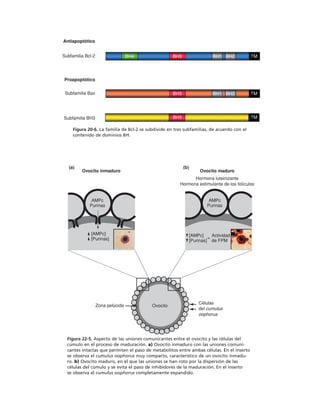 biologia-celular-y-molecular.pdf
