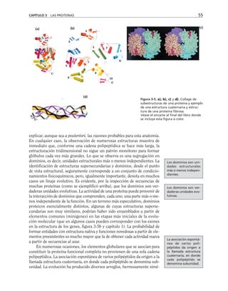 CAPÍTULO 3 LAS PROTEÍNAS 55
(a) (b) (c)
Figura 3-5. a), b), c) y d). Collage de
subestructuras de una proteína y ejemplo
de una estructura cuaternaria y estruc-
tura de una proteína fibrosa.
Véase el encarte al final del libro donde
se incluye esta figura a color.
explicar, aunque sea a posteriori, las razones probables para esta anatomía.
En cualquier caso, la observación de numerosas estructuras muestra de
inmediato que, conforme una cadena polipeptídica se hace más larga, la
estructuración tridimensional no sigue un patrón monótono para formar
glóbulos cada vez más grandes. Lo que se observa es una segregación en
dominios, es decir, unidades estructurales más o menos independientes. La
identificación de estructuras supersecundarias y dominios, desde el punto
de vista estructural, seguramente corresponde a un conjunto de condicio-
namientos fisicoquímicos, pero, igualmente importante, denota en muchos
casos un linaje evolutivo. Es evidente, por la inspección de secuencias de
muchas proteínas (como se ejemplificó arriba), que los dominios son ver-
daderas unidades evolutivas. La actividad de una proteína puede provenir de
la interacción de dominios que comprenden, cada uno, una parte más o me-
nos independiente de la función. En un terreno más especulativo, dominios
proteicos esencialmente distintos, algunas de cuyas estructuras superse-
cundarias son muy similares, podrían haber sido ensamblados a partir de
elementos comunes (minigenes) en las etapas más iniciales de la evolu-
ción molecular (que en algunos casos pueden corresponder con los exones
en la estructura de los genes, figura 3-5b y capítulo 1). La probabilidad de
formar entidades con estructura nativa y funciones novedosas a partir de ele-
mentos preexistentes es mucho mayor que la de obtener cada actividad nueva
a partir de secuencias al azar.
En numerosas ocasiones, los elementos globulares que se asocian para
constituir la proteína funcional completa no provienen de una sola cadena
polipeptídica. La asociación espontánea de varios polipéptidos da origen a la
llamada estructura cuaternaria, en donde cada polipéptido se denomina sub-
unidad. La evolución ha producido diversos arreglos, hermosamente simé-
Los dominios son uni-
dades estructurales
más o menos indepen-
dientes.
Los dominios son ver-
daderas unidades evo-
lutivas.
La asociación espontá-
nea de varios poli-
péptidos da origen a
la llamada estructura
cuaternaria, en donde
cada polipéptido se
denomina subunidad.
(d)
 