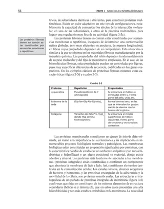 tricos, de subunidades idénticas o diferentes, para construir proteínas mul-
timéricas. Existe un valor adaptativo en este tipo de configuraciones, nota-
blemente la capacidad de comunicar los efectos de la interacción molecu-
lar, en una de las subunidades, a otras de la proteína multimérica, para
lograr una regulación muy fina de su actividad (figura 3-5c).
Las proteínas fibrosas tienen en común estar constituidas por secuen-
cias monótonas o repetitivas, incapaces de determinar una conformación
nativa globular, pero muy eficientes en asociarse, de manera longitudinal,
en fibras cuyas propiedades dependen de su composición. Esta situación es
similar a la que se observa en los materiales fibrosos manufacturados por la
industria química. Las propiedades del nilón dependen fundamentalmente
de su peso molecular y del tipo de monómeros empleados. En el caso de las
biomoléculas fibrosas, estas propiedades pueden ser controladas por ligeras,
pero muy específicas diferencias de secuencia, codificadas en los genes res-
pectivos. En los ejemplos clásicos de proteínas fibrosas notamos estas ca-
racterísticas (figura 3-5d y cuadro 3-3).
56 PARTE I MOLÉCULAS INFORMACIONALES
Proteína Repetición Propiedades
α-queratina Pseudorepetición de 7 Se estructura en hélices α
aminoácidos enrolladas entre sí. Forma
parte del pelo, uñas, etc.
Fribroína de la (Gly-Ser-Gly-Ala-Gly-Ala)n
Forma láminas beta, en las
seda que se intercalan los grupos
metilo de alanina con los
huecos de la glicina
Colágena Variantes de (Gly-Pro-Hyp)n
Se estructura en triples
donde Hyp denota superhélices de hélices
hodroxiprolina izquierdas. Forma parte
de tendones y otros tejidos
conectivos
Cuadro 3-3
Las proteínas membranales constituyen un grupo de interés determi-
nante, en razón a la importancia de sus funciones y su implicación en in-
numerables procesos fisiológicos normales y patológicos. Las membranas
biológicas están constituidas en proporción significativa por proteínas, con
la característica notable de establecer un ambiente anfipático (con zonas hi-
drófobas e hidrofílicas) y un efecto posicional (o vectorial, donde existe
adentro y afuera). Las proteínas más fuertemente asociadas a las membra-
nas (proteínas integrales) están constituidas o contienen un componente
que atraviesa la membrana de lado a lado. Así, constituyen elementos cen-
trales en la comunicación celular. Los canales iónicos, diversos receptores
de factores y hormonas, y las proteínas encargadas de la adherencia y la
movilidad de la célula, son proteínas membranales. Las estructuras crista-
lográficas de un puñado de proteínas integrales de membrana (figura 3-6)
confirman que éstas se constituyen de los mismos elementos de estructura
secundaria (hélices α y láminas β), que en estos casos presentan una alta
hidrofobicidad y son más estables embebidas en la membrana. La necesidad
Las proteínas fibrosas
tienen en común es-
tar constituidas por
secuencias monótonas
o repetitivas.
 