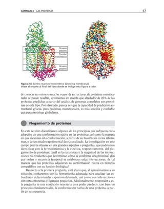 de conocer un número mucho mayor de estructuras de proteínas membra-
nales se puede resaltar, si tomamos en cuenta que alrededor de 25% de las
proteínas predichas a partir del análisis de genomas completos son proteí-
nas de este tipo. Por otro lado, parece ser que la capacidad de predicción es-
tructural gruesa, para proteínas membranales, es más sencilla y confiable
que para proteínas globulares.
En esta sección discutiremos algunos de los principios que subyacen en la
adopción de una conformación nativa en las proteínas, así como la manera
en que alcanzan esta conformación, a partir de su biosíntesis en los riboso-
mas, o de un estado experimental desnaturalizado. La investigación en este
campo podría situarse en dos grandes aspectos o preguntas, que podríamos
identificar con la termodinámica y la cinética, respectivamente, del ple-
gamiento de proteínas: ¿cuál es la naturaleza y la magnitud de las interac-
ciones no covalentes que determinan cómo se conforma una proteína? ¿En
qué orden o secuencia temporal se establecen estas interacciones, de tal
manera que las proteínas adquieran su conformación nativa en tiempos
compatibles con su función biológica?
Respecto a la primera pregunta, está claro que, al aproximarnos a su
solución, contaremos con la herramienta adecuada para analizar las es-
tructuras determinadas experimentalmente, así como sus interacciones
con otras proteínas y ligandos pequeños. Adicionalmente, responder a es-
ta pregunta es una condición necesaria para poder predecir, con base en
principios fundamentales, la conformación nativa de una proteína, a par-
tir de su secuencia.
CAPÍTULO 3 LAS PROTEÍNAS 57
Porción
hidrofóbica
Grupos
polares
Grupos
polares
Figura 3-6. Centro reactivo fotosintético (proteína membranal).
Véase el encarte al final del libro donde se incluye esta figura a color.
Plegamiento de proteínas
 
