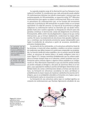La segunda pregunta surge de la observación que hoy llamamos la pa-
radoja de Levinthal. Si consideramos que cada aminoácido puede adoptar
10 conformaciones distintas (un cálculo conservador), entonces para una
proteína pequeña, de 100 aminoácidos, se requeriría visitar 10100
diferentes
conformaciones para agotar su espacio conformacional. Éste es un núme-
ro astronómico de conformaciones que, en los tiempos del movimiento
molecular, la proteína de 100 aminoácidos no podría visitar en un tiempo
equivalente a la edad del universo. La mayoría de las proteínas se pliegan
(adquieren su conformación nativa) en intervalos que van desde milise-
gundos hasta unos cuantos segundos. La búsqueda de solución para esta
paradoja constituye el efervescente campo del plegamiento de proteínas.
Forzosamente, deben existir vías de plegamiento o etapas en las que ciertas
interacciones, que se forman rápidamente, condicionan las etapas subse-
cuentes. De nuevo, la comprensión de este proceso tiene grandes implicacio-
nes y constituye una herramienta promisoria (quizá indispensable) para
lograr la predicción de estructura a partir de secuencia, atendiendo a
principios fundamentales.
La asociación de los aminoácidos, en la estructura polimérica lineal de
las proteínas, a través del enlace peptídico, establece un primer conjunto
de condiciones que deben tomarse en cuenta para comprender sus propieda-
des. La función amida del enlace peptídico, por su carácter parcial de doble
enlace, se estructura de manera plana y se puede configurar como cis o
trans (figura 3-7). Aunque asumimos fundadamente que los enlaces peptí-
dicos se forman siempre trans en el ribosoma, existen proteínas cuya con-
formación nativa contiene alguno o algunos enlaces peptídicos en configu-
ración cis. Otra observación importante es que una función amida contiene
un protón enlazado al nitrógeno y dos pares de electrones libres en el oxí-
geno, cuya capacidad de establecer puentes de hidrógeno determina la esta-
bilidad relativa de ciertas conformaciones donde se forman este tipo de en-
laces. La formación de estructuras secundarias (es decir, periódicas) es
probablemente la mejor manera de mantener satisfechos los puentes de hi-
drógeno, que en un polipéptido extendido se formarían con el agua y que en
la conformación nativa se encuentran en su interior.
La formación de una estructura nativa (que en realidad significa un
conjunto de conformaciones que fluctúan ligeramente alrededor de una
58 PARTE I MOLÉCULAS INFORMACIONALES
Enlace
peptídico
Plano
amida
Grupo trans-peptídico
Figura 3-7. Enlaces
peptídicos trans.
Véase el encarte al final
del libro donde se
incluye esta figura a
color.
La asociación de los
aminoácidos, en la es-
tructura polimérica li-
neal de las proteínas,
ocurre a través del en-
lace peptídico.
Los enlaces peptídicos
se forman casi siem-
pre en trans en el ribo-
soma.
 