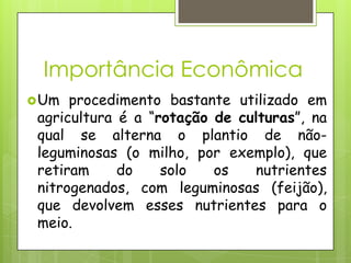 Importância Econômica
Um procedimento bastante utilizado em
agricultura é a “rotação de culturas”, na
qual se alterna o plantio de não-
leguminosas (o milho, por exemplo), que
retiram do solo os nutrientes
nitrogenados, com leguminosas (feijão),
que devolvem esses nutrientes para o
meio.
 