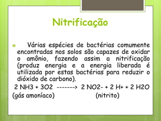 Nitrificação
 Várias espécies de bactérias comumente
encontradas nos solos são capazes de oxidar
o amônio, fazendo assim a nitrificação
(produz energia e a energia liberada é
utilizada por estas bactérias para reduzir o
dióxido de carbono).
2 NH3 + 3O2 -------> 2 NO2- + 2 H+ + 2 H2O
(gás amoníaco) (nitrito)
 