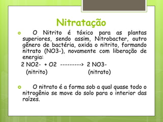 Nitratação
 O Nitrito é tóxico para as plantas
superiores, sendo assim, Nitrobacter, outro
gênero de bactéria, oxida o nitrito, formando
nitrato (NO3-), novamente com liberação de
energia:
2 NO2- + O2 ---------> 2 NO3-
(nitrito) (nitrato)
 O nitrato é a forma sob a qual quase todo o
nitrogênio se move do solo para o interior das
raízes.
 