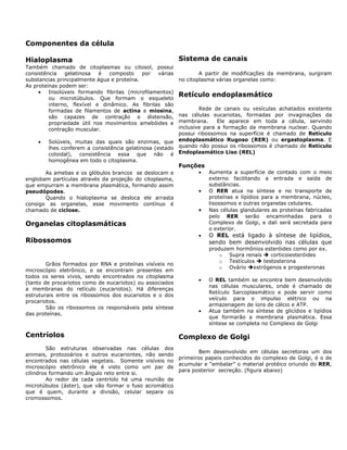 Componentes da célula
Hialoplasma
Também chamado de citoplasmas ou citosol, possui
consistência gelatinosa é composto por várias
substancias principalmente água e proteína.
As proteínas podem ser:
• Insolúveis formando fibrilas (microfilamentos)
ou microtúbulos. Que formam o esqueleto
interno, flexível e dinâmico. As fibrilas são
formadas de filamentos de actina e miosina,
são capazes de contração e distensão,
propriedade útil nos movimentos amebóides e
contração muscular.
• Solúveis, muitas das quais são enzimas, que
lhes conferem a consistência gelatinosa (estado
coloidal), consistência essa que não é
homogênea em todo o citoplasma.
As amebas e os glóbulos brancos se deslocam e
englobam partículas através da projeção do citoplasma,
que empurram a membrana plasmática, formando assim
pseudópodes.
Quando o hialoplasma se desloca ele arrasta
consigo as organelas, esse movimento contínuo é
chamado de ciclose.
Organelas citoplasmáticas
Ribossomos
Grãos formados por RNA e proteínas visíveis no
microscópio eletrônico, e se encontram presentes em
todos os seres vivos, sendo encontrados no citoplasma
(tanto de procariotos como de eucariotos) ou associados
a membranas do retículo (eucariotos). Há diferenças
estruturais entre os ribossomos dos eucariotos e o dos
procariotos.
São os ribossomos os responsáveis pela síntese
das proteínas.
Centríolos
São estruturas observadas nas células dos
animais, protozoários e outros eucariontes, não sendo
encontrados nas células vegetais. Somente visíveis no
microscópio eletrônico ele é visto como um par de
cilindros formando um ângulo reto entre si.
Ao redor de cada centríolo há uma reunião de
microtúbulos (áster), que vão formar o fuso acromático
que é quem, durante a divisão, celular separa os
cromossomos.
Sistema de canais
A partir de modificações da membrana, surgiram
no citoplasma várias organelas como:
Retículo endoplasmático
Rede de canais ou vesículas achatados existente
nas células eucariotas, formadas por invaginações da
membrana. Ele aparece em toda a célula, servindo
inclusive para a formação da membrana nuclear. Quando
possui ribossomos na superfície é chamado de Retículo
endoplasmático Rugoso (RER) ou ergastoplasma. E
quando não possui os ribossomos é chamado de Retículo
Endoplasmático Liso (REL)
Funções
• Aumenta a superfície de contado com o meio
externo facilitando a entrada e saída de
substâncias.
• O RER atua na síntese e no transporte de
proteínas e lipídios para a membrana, núcleo,
lisossomos e outras organelas celulares.
• Nas células glandulares as proteínas fabricadas
pelo RER serão encaminhadas para o
Complexo de Golgi, e dali será secretada para
o exterior.
• O REL está ligado à síntese de lipídios,
sendo bem desenvolvido nas células que
produzem hormônios esteróides como por ex.
o Supra renais corticoiesteróides
o Testículos testosterona
o Ovário estrógenos e progesteronas
• O REL também se encontra bem desenvolvido
nas células musculares, onde é chamado de
Retículo Sarcoplasmático e pode servir como
veículo para o impulso elétrico ou na
armazenagem de íons de cálcio e ATP.
• Atua também na síntese de glicídios e lipídios
que formarão a membrana plasmática. Essa
síntese se completa no Complexo de Golgi
Complexo de Golgi
Bem desenvolvido em células secretoras um dos
primeiros papeis conhecidos do complexo de Golgi, é o de
acumular e “embalar” o material protéico oriundo do RER,
para posterior secreção. (figura abaixo)
 