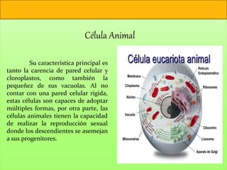 Célula Animal
Su característica principal es
tanto la carencia de pared celular y
cloroplastos, como también la
pequeñez de sus vacuolas. Al no
contar con una pared celular rígida,
estas células son capaces de adoptar
múltiples formas, por otra parte, las
células animales tienen la capacidad
de realizar la reproducción sexual
donde los descendientes se asemejan
a sus progenitores.
 