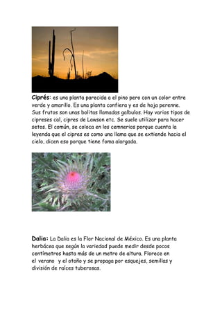 Ciprés: es una planta parecida a el pino pero con un color entre
verde y amarillo. Es una planta confiera y es de hoja perenne.
Sus frutos son unas bolitas llamadas galbulos. Hay varios tipos de
cipreses cal, cipres de Lawson etc. Se suele utilizar para hacer
setos. El común, se coloca en los cemnerios porque cuenta la
leyenda que el cipres es como una llama que se extiende hacia el
cielo, dicen eso porque tiene foma alargada.




Dalia: La Dalia es la Flor Nacional de México. Es una planta
herbácea que según la variedad puede medir desde pocos
centímetros hasta más de un metro de altura. Florece en
el verano y el otoño y se propaga por esquejes, semillas y
división de raíces tuberosas.
 