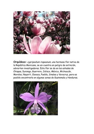 Orquídeas: cypripedium irapeanum, una hermosa flor nativa de
la República Mexicana, se en-cuentra en peligro de extinción,
advierten investigadores. Esta flor se da en los estados de
Chiapas, Durango, Guerrero, Jalisco, México, Michoacán,
Morelos, Nayarit, Oaxaca, Puebla, Sinaloa y Veracruz, pero es
posible encontrarla en algunas zonas de Guatemala y Honduras.
 