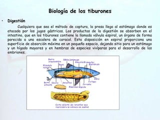 Biología de los tiburones Digestión Cualquiera que sea el método de captura, la presa llega al estómago donde es atacada por los jugos gástricos. Los productos de la digestión se absorben en el intestino, que en los tiburones contiene la llamada válvula espiral, un órgano de forma parecida a una escalera de caracol. Esta disposición en espiral proporciona una superficie de absorción máxima en un pequeño espacio, dejando sitio para un estómago y un hígado mayores y en hembras de especies vivíparas para el desarrollo de los embriones. Hendiduras   branquiales 