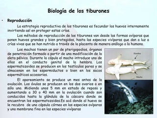 Biología de los tiburones Reproducción La estrategia reproductiva de los tiburones es fecundar los huevos internamente invirtiendo así en proteger estas crías. Los métodos de reproducción de los tiburones van desde las formas ovíparas que ponen huevos grandes y bien protegidos, hasta las especies vivíparas que dan a luz a crías vivas que se han nutrido a través de la placenta de manera análoga a la humana. Hendiduras   branquiales Los machos tienen un par de pterigopodios, órganos de penetración formado a partir de una modificación de la aleta pélvica. Durante la cópula el macho introduce uno de ellos en el conducto genital de la hembra. Los espermatozoides se producen en los testículos pares y se almacenan en los espermiductos o bien en los sacos espermáticos accesorios. El apareamiento se produce un mes antes de la ovulación. Los óvulos se producen en los dos ovarios o en sólo uno. Midiendo unos 5 mm en estado de reposo y aumentando a 30 o 40 mm en la ovulación cuando son conducidos hasta la glándula de la cáscara donde se encuentran los espermatozoides.Es acá donde al huevo se le recubre  de una cápsula córnea en las especies ovíparas y una membrana fina en las especies vivíparas Hembra Macho 