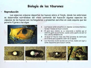 Biología de los tiburones Reproducción Las especies ovíparas depositan los huevos sobre el fondo, donde los embriones se desarrollan nutriéndose del vitelo contenido del huevo.En algunas especies las cápsulas de los huevos son rectangulares y presentan zarcillos en cada esquina que les permite fijarse a las algas. Hendiduras   branquiales 1 Los huevos están envueltos en cápsulas verdiamarillentas y tardan 7 meses en hacer eclosión. 2 El gran saco vitelino se va reduciendo a medida que el embrión gasta su contenido, cuando está a punto de salir el saco casi ha desaparecido 3 Al nacer el tiburon tiene dos filas paralelas de denticulos en el dorso para ayudarle a salir de la cápsula 4 Los tiburones recién nacidos son activos, nadan con vigor y están dispuestos para buscar comida. 1 2 3 4 