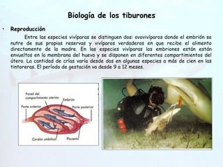 Biología de los tiburones Reproducción Entre las especies vivíparas se distinguen dos: ovovivíparos donde el embrión se nutre de sus propias reservas y vivíparos verdaderos en que recibe el alimento directamente de la madre. En las especies vivíparas los embriones están están envueltos en la membrana del huevo y se disponen en diferentes compartimientos del útero. La cantidad de crías varía desde dos en algunas especies a más de cien en las tintoreras. El período de gestación va desde 9 a 12 meses. Hendiduras   branquiales 
