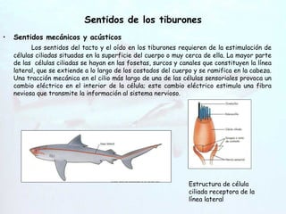 Sentidos de los tiburones Sentidos mecánicos y acústicos Los sentidos del tacto y el oído en los tiburones requieren de la estimulación de células ciliadas situadas en la superficie del cuerpo o muy cerca de ella. La mayor parte de las  células ciliadas se hayan en las fosetas, surcos y canales que constituyen la línea lateral, que se extiende a lo largo de los costados del cuerpo y se ramifica en la cabeza. Una tracción mecánica en el cilio más largo de una de las células sensoriales provoca un cambio eléctrico en el interior de la célula; este cambio eléctrico estimula una fibra neviosa que transmite la información al sistema nervioso. Hendiduras   branquiales Estructura de célula ciliada receptora de la línea lateral 
