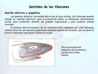 Sentidos de los tiburones Sentido eléctrico y magnético Les permite detectar corrientes eléctricas de bajo voltaje. Los tiburones pueden utilizar su “sentido eléctrico” para la orientación diaria en distancias relativamente cortas, para orientarse durante las grandes migraciones y para localizar presas cercanas. El sistema electrorreceptor de los tiburones está compuesta por unos delicados canales llenos de una sustancia gelatinosa llamados ampolla de Lorenzini, que se abren al exterior mediante unos poros visibles en la piel.  Hendiduras   branquiales Electrorreceptores (ampollas de Lorenzini) y canales de la línea lateral. 