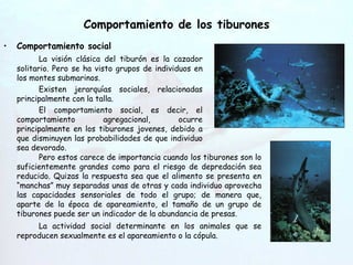 Comportamiento de los tiburones Comportamiento social La visión clásica del tiburón es la cazador solitario. Pero se ha visto grupos de individuos en los montes submarinos. Existen jerarquías sociales, relacionadas principalmente con la talla. El comportamiento social, es decir, el comportamiento agregacional, ocurre principalmente en los tiburones jovenes, debido a que disminuyen las probabilidades de que individuo sea devorado. Hendiduras   branquiales Pero estos carece de importancia cuando los tiburones son lo suficientemente grandes como para el riesgo de depredación sea reducido. Quizas la respuesta sea que el alimento se presenta en “manchas” muy separadas unas de otras y cada individuo aprovecha las capacidades sensoriales de todo el grupo; de manera que, aparte de la época de apareamiento, el tamaño de un grupo de tiburones puede ser un indicador de la abundancia de presas. La actividad social determinante en los animales que se reproducen sexualmente es el apareamiento o la cópula. 