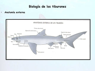 Biología de los tiburones Anatomía externa 