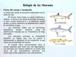 Biología de los tiburones Forma del cuerpo y locomoción La forma del cuerpo se encuentra relacionado con su modo de vida. El tiburon típico tiene un cuerpo fusiforme y esbelto, el hocico y las aletas pectorales alargadas, la aleta caudal heterocerca y el pedúnculo caudal grueso. La parte delantera es aplanada para reducir la resistencia al agua. Los tiburones nadan con un movimiento ligeramente sinuoso, mediante ondas de constracción muscular que se transmiten a lo largo del cuerpo. Los tiburones controlan su flotabilidad mediante un hígado muy rico en aceite y disminuyendo la densidad de los tejidos.Por lo que tienen una flotabilidad casi neutra. El tiburón típico (carcarrínidos) tiene el cuerpo adaptado para tener una vida depredadora. Los marrajos son cónicos-cilíndricos su forma esta cerca de ser hidrodinámica perfecta. Los pintarrojas están adaptados a una vida bentónica. 
