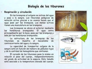 Biología de los tiburones Respiración y circulación En las branquias el oxígeno se extrae del agua y pasa a la sangre. Los tiburones pelágicos de natación activa gracias a su avance hacen que el agua pase por las branquias. Los menos activos tienen una musculatura en las branquias. Las branquias se abren al exterior mediante las hendiduras branquiales. El agua entra principalmente por la boca, pasa por las branquias y sale por las hendiduras branquiales. La estructura de las branquias de los tiburones; se muestra el mecanismo de contracorriente del agua y la sangre. La capacidad de transportar oxígeno de la sangre está en función del número de glóbulos rojos y de la cantidad de hemoglobina que contienen. El corazón de los tiburones pesa lo mismo en relación al peso del cuerpo., independientemente del grado de actividad de la especie. Este tamaño está asociado a la temperatura elevada del cuerpo. Hendiduras   branquiales 