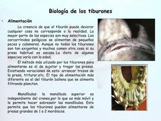 Biología de los tiburones Alimentación La creencia de que el tiburón puede devorar cualquier cosa no corresponde a la realidad. La mayor parte de las especies son muy selectivas. Los carcarrínidos pelágicos se alimentan de pequeños peces y calamares. Aunque no todos los tiburones son tan exigentes y muchos comen otra cosa si su presa habitual es escasa. La dieta de algunas especies varía con la edad. El método más uilizado por los tiburones para alimentarse es el de sujetar y tragar las presas. Existiendo variaciones de esto: arrancar trozos de la presa, triturar,etc. El tipo de alimentación más diferente es el del tiburón ballena que se alimenta filtrando plancton. Mandíbulas: la mandibula superior es independiente del craneo,por lo que es más móvil y le permite hacer sobresalir las mandíbulas. Esto permite que los tiburones puedan alimentarse de presas grandes de 1 a 2 mordiscos. Hendiduras   branquiales 