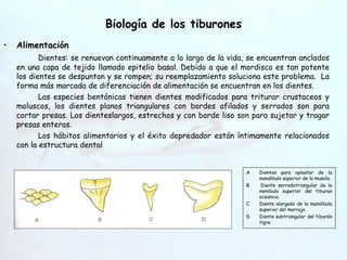 Biología de los tiburones Alimentación Dientes: se renuevan continuamente a lo largo de la vida, se encuentran anclados en una capa de tejido llamado epitelio basal. Debido a que el mordisco es tan potente los dientes se despuntan y se rompen; su reemplazamiento soluciona este problema.  La forma más marcada de diferenciación de alimentación se encuentran en los dientes. Las especies bentónicas tienen dientes modificados para triturar crustaceos y moluscos, los dientes planos triangulares con bordes afilados y serrados son para cortar presas. Los dienteslargos, estrechos y con borde liso son para sujetar y tragar presas enteras. Los hábitos alimentarios y el éxito depredador están íntimamente relacionados con la estructura dental  Hendiduras   branquiales A Dientes para aplastar de la mandibula superior de la musola. B  Diente serradotriangular de la menibula superior del tiburon oceanico. C Diente alargado de la mandibula superior del marrajo. D Diente subtriangular del tiburón tigre. 