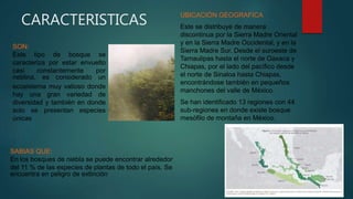CARACTERISTICAS
SON:
Este tipo de bosque se
caracteriza por estar envuelto
casi constantemente por
neblina. es considerado un
ecosistema muy valioso donde
hay una gran variedad de
diversidad y también en donde
solo se presentan especies
únicas
UBICACIÓN GEOGRAFICA
Este se distribuye de manera
discontinua por la Sierra Madre Oriental
y en la Sierra Madre Occidental, y en la
Sierra Madre Sur. Desde el suroeste de
Tamaulipas hasta el norte de Oaxaca y
Chiapas, por el lado del pacífico desde
el norte de Sinaloa hasta Chiapas,
encontrándose también en pequeños
manchones del valle de México.
Se han identificado 13 regiones con 44
sub-regiones en donde existe bosque
mesófilo de montaña en México.
SABIAS QUE:
En los bosques de niebla se puede encontrar alrededor
del 11 % de las especies de plantas de todo el país. Se
encuentra en peligro de extinción
 