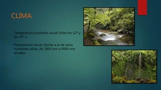 CLIMA
Temperatura promedio anual: Entre los 12º y
los 20º c.
Precipitación anual: Similar a la de selva
humedad cálida, de 1800 mm a 9000 mm
anuales.
 