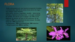 FLORA
Están compuestos por una mezcla de especies boreales
y neotropicales además de otras únicas tanto de origen
muy antiguo como reciente,
como pinos, encinos, magnolias, caudillo , árbol de las
manitas y helechos arborescentes y una gran cantidad
de epífitas, Se calcula que lo habitan casi 10% de las
especies de plantas del país (2,500 especies) de las
cuales el 30% son exclusivas de este bosque. De ellas,
cerca de 1,300 especies son
dicotiledóneas, 700monocotiledóneas, 500 helechos
y 10 gimnospermas, 800son epífitas.
 
