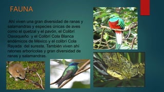 FAUNA
Ahí viven una gran diversidad de ranas y
salamandras y especies únicas de aves
como el quetzal y el pavón, el Colibrí
Oaxaqueño y el Colibrí Cola Blanca
endémicos de México y el colibrí Cola
Rayada del sureste. También viven ahí
ratones arborícolas y gran diversidad de
ranas y salamandras.
 