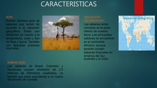 CARACTERISTICAS
SON:
Existen distintos tipos de
sabanas que varían de
acuerdo a la ubicación
geográfica. Estas son
diferentes en cuanto a la
temperatura, suelo y tipo
de flora y fauna. También
son llamadas praderas
tropicales.
UBICACIÓN
GEOGRAFICA
Las sabanas están
ubicadas en la parte
inferior de nuestra
tierra. Las principales
sabanas se encuentran
en el continente
africano, aunque
también existen
sabanas tropicales en
América del Sur,
Australia y la India.
SABIAS QUE:
Las sabanas de Brasil, Colombia y
Venezuela ocupan alrededor de 2.5
millones de kilómetros cuadrados, un
tamaño que sería equivalente a un cuarto
del tamaño de Canadá.
 